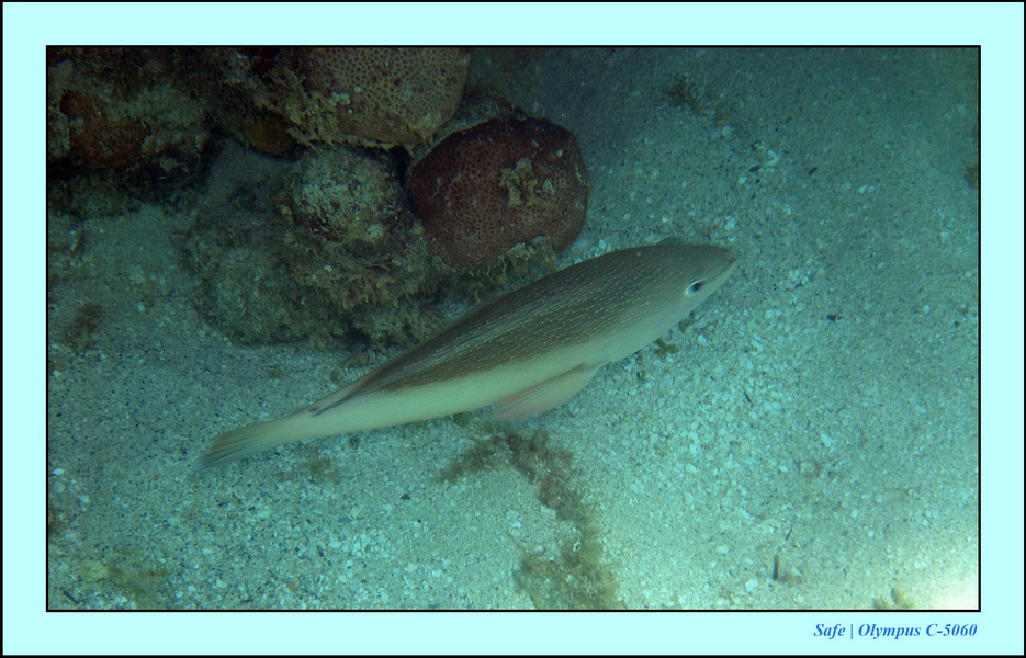 2005 - 11 - Maragogi - parc marin de gales 28.JPG